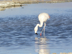 flamingo at Laguna Chaxa-2