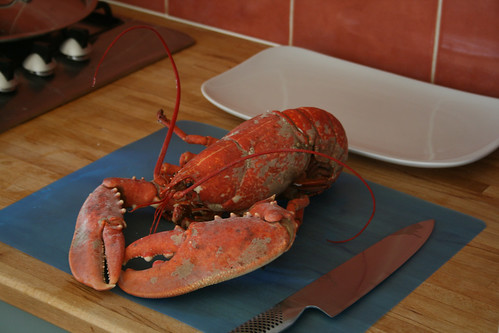 Lobster 16