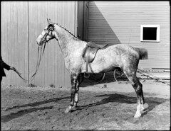 Horse owned by Saltonstall, Brookline Riding S...