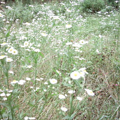 【写真】ミニデジで撮影した白い花の雑草