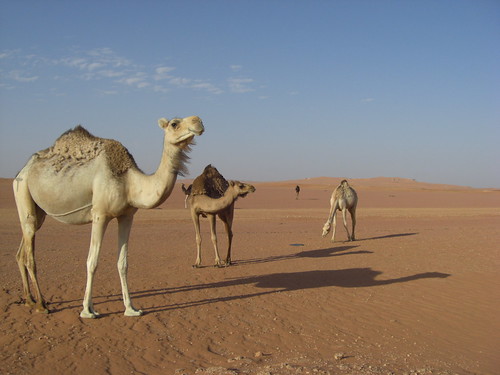 algeria camels