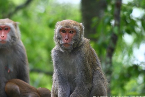 台灣獼猴 Macaca cyclopis - IMG_8753