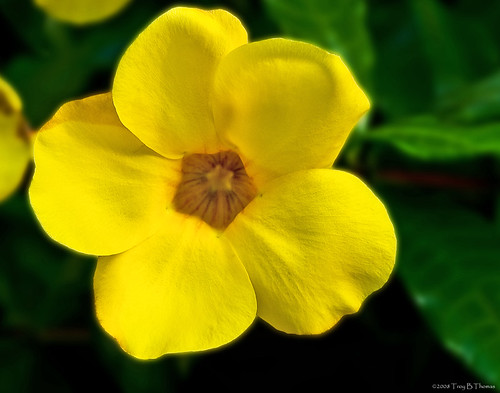 20080815_Flower1