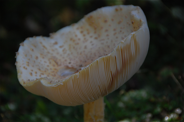 mushroom_ribs_0192