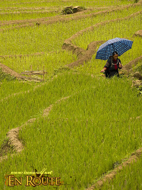 Hmong traversing the Terraces
