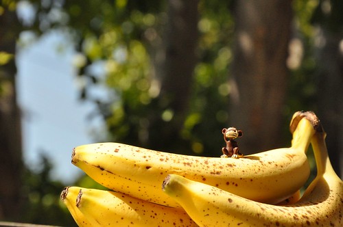 Monkey Boy really loves bananas