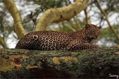 你拍攝的 73 Lake Nakuru - Leopard。