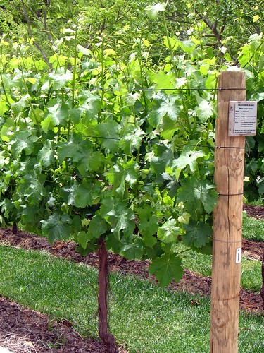  Sauvignon Blanc grape plant 