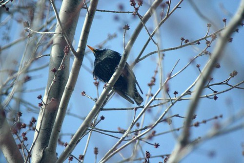 bird up in a tree 2