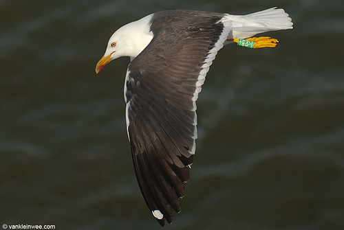 Lesser Black-backed Gull (L.f. graellsii), >6cy, G[F.ABT]