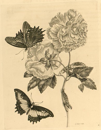 Metamorphosibus Insectorum Surinamensium (p71)