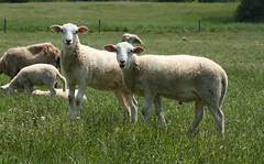 Katahdin lambs