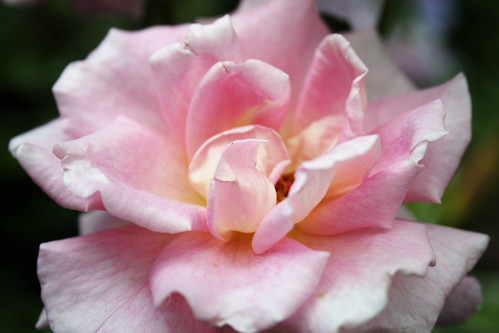 Tiffany rose flower