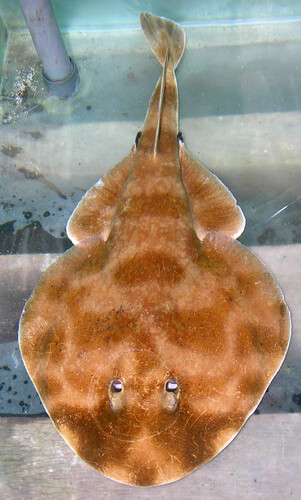 Accidentally "collected" electric ray (Narcine brasilensis), Bocas del Toro, Panama