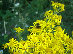 Bubblr bee flowers