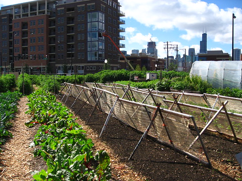 Picture of an urban farm in Chicago