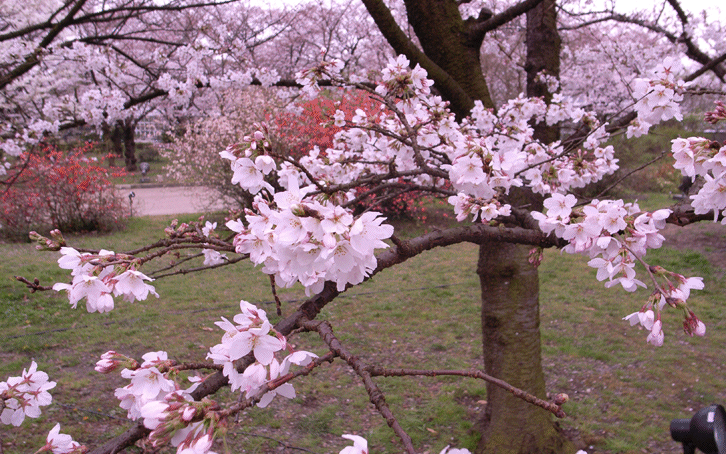 京都府立植物園 2007 桜