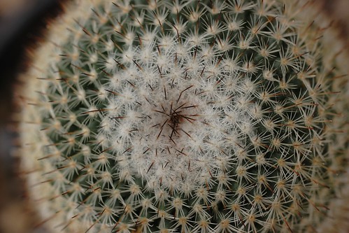 Cactus Top