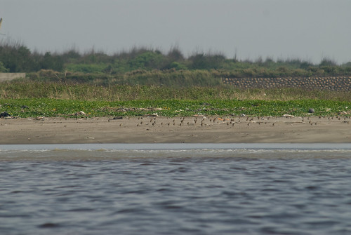 20081028_032 對岸有一堆水鳥