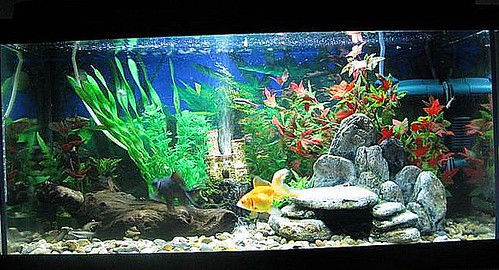 goldfish tank. Evolution Of My Goldfish Tank