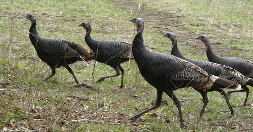 Another turkey crossing