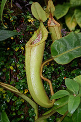 Nepenthes or Heliamphora