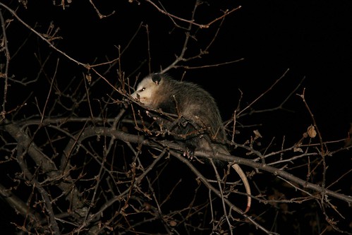 Possum in Tree Cheektowaga
