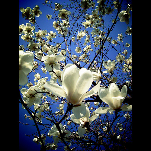 Magnolia blooming-17/03/2006