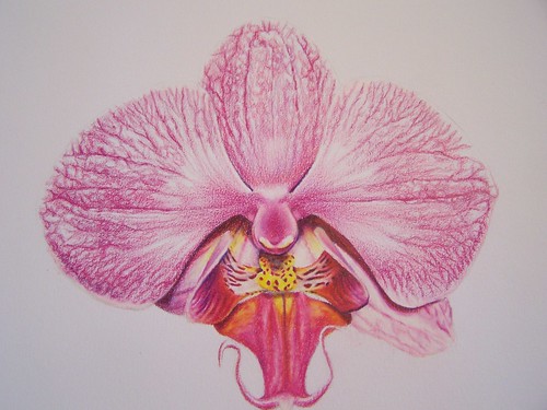 orchid colored pencil 8