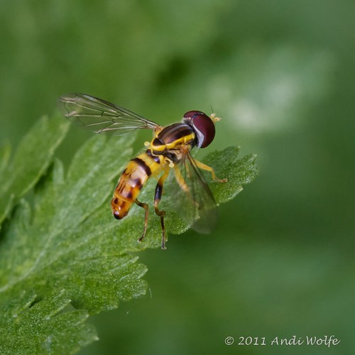 Hoverfly by andiwolfe