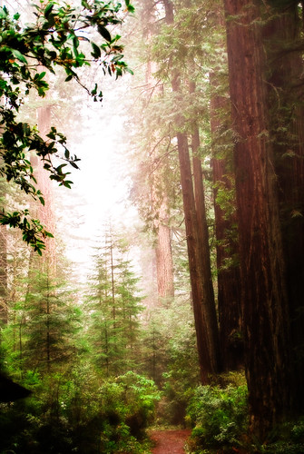Of Fairy Mist and Redwood Trees