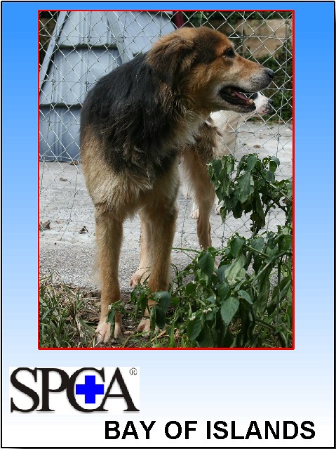 KENNEL ID 6408 Hunterway cross male rescued from the pound (pic 6 ) by SPCA Support and Protecting the rights of Animals