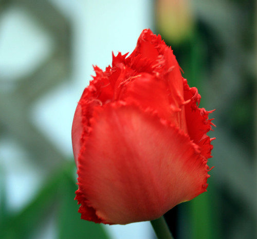 fringed red tulip