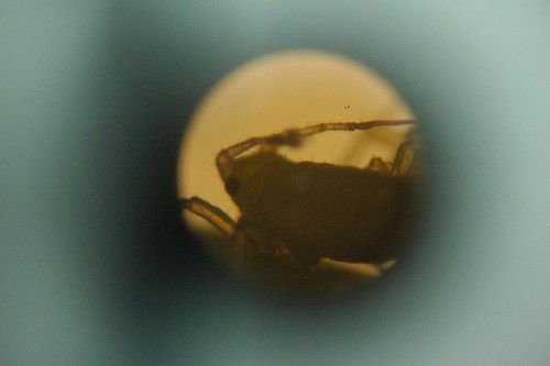 Aphid viewed through a microscope