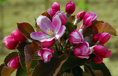 apple blossoms1