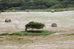 Tree in windswept field