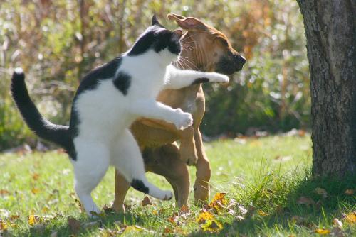 Cat punches dog