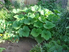 vegetable garden with squash plants