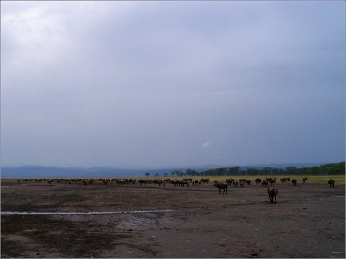 你拍攝的 6 Lake Nakuru - African Buffalo。