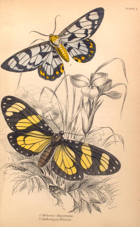 1. Heleona fenestrata; 2. Anthomyza Teresia.  (1843)