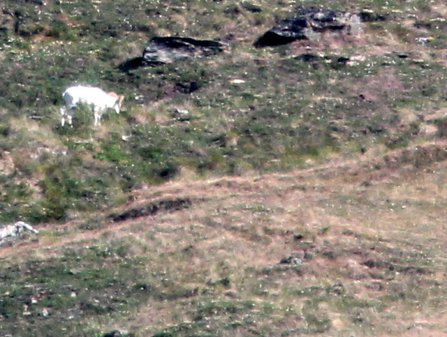 Distant Dall ram 20110619