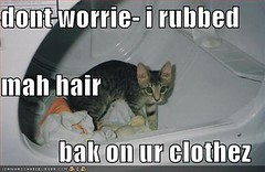funny-pictures-cat-dryer-hair-clothes