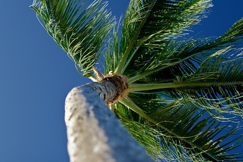 Palm Tree, Ko Olina, Oahu, Hawaii
