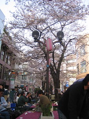 Cherry Blossoms in Jiyugaoka