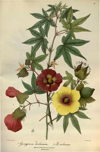 Flora of the Cashmere - Gossypium herbaceum + G. arboreum