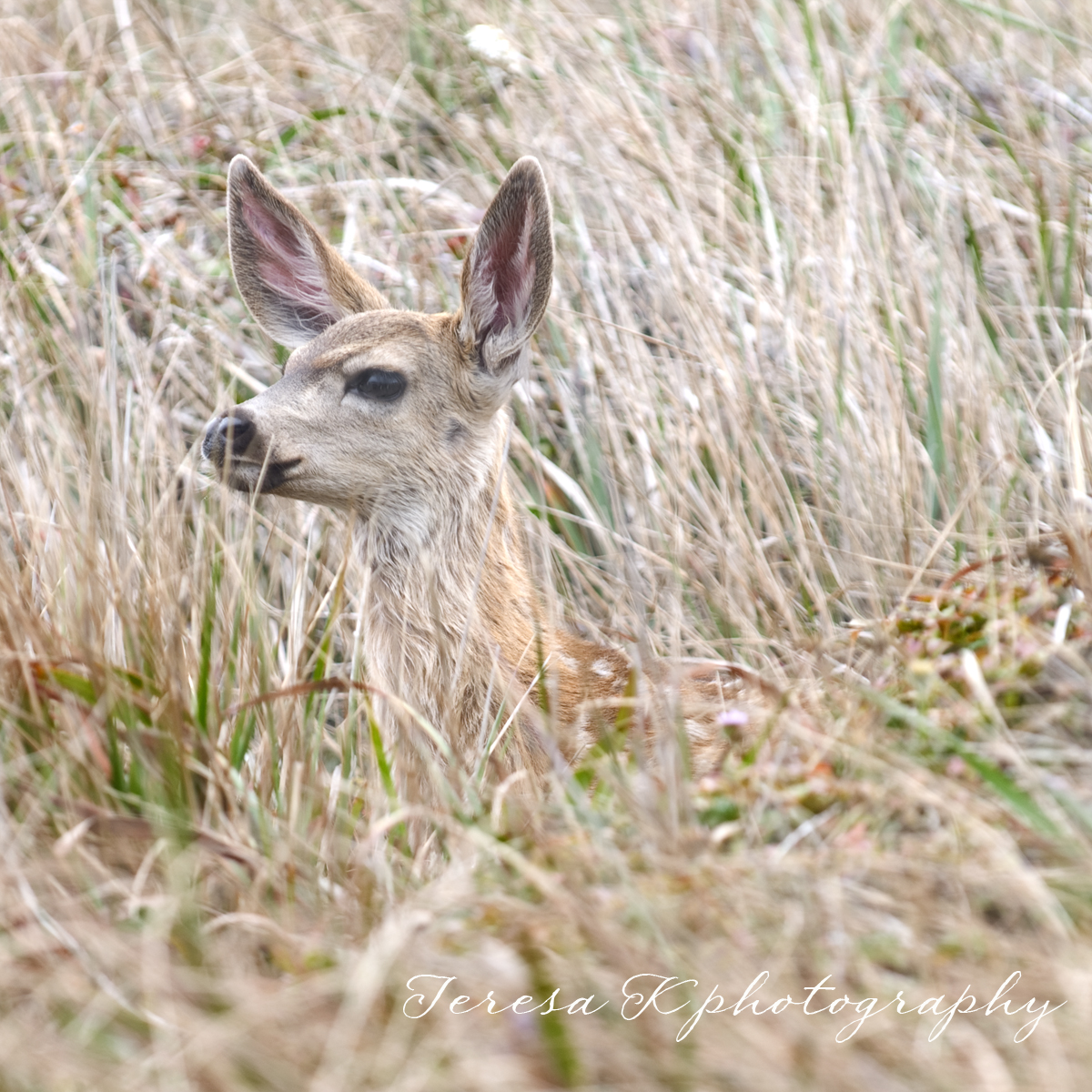 Camouflaged in Point Reyes, California by Teresa K photography