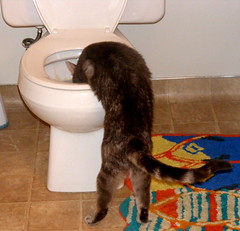 Xena drinking out of the toilet