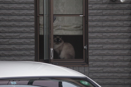 窓際の猫