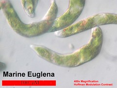 DBWeep marine euglena 125t