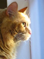Jasper looking out the window